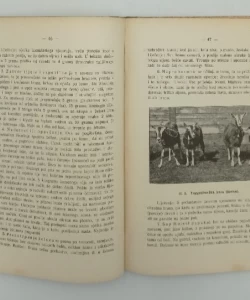 Uzgoj i držanje koza