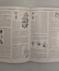 Knjiga Više biljke stablašice autor Nada Hulina