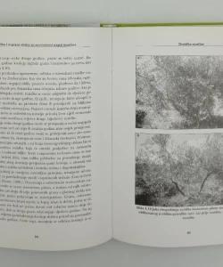 Rezidba i uzgojni oblici za suvremeni uzgoj maslina