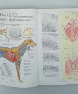 Nova enciklopedija pasa