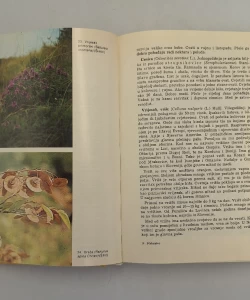 Knjiga Pčelarstvo autor Josip Katalinić