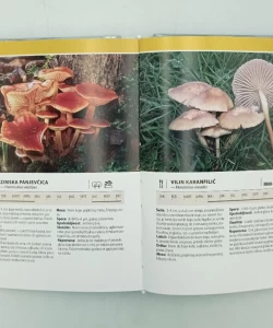 Knjiga Koja je ovo gljiva? autor Markus Flük