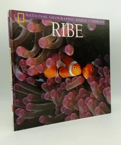 Ribe