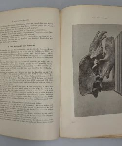 Wissenschaftliche Mittheilungen aus Bosnien und der Hercegovina, Redigirt von Moriz Hoernes, Erster Band (prvi svezak)