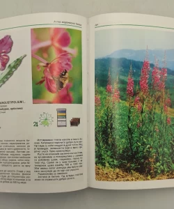 Knjiga Atlas medonosnog bilja 1 - U svetu cveća i pčela autor Veroljub Umeljić