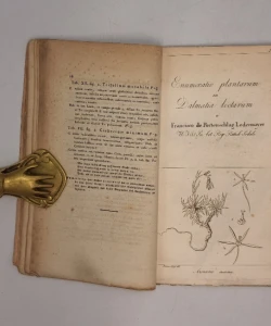 Enumeratio plantarum in Dalmatia lectarum