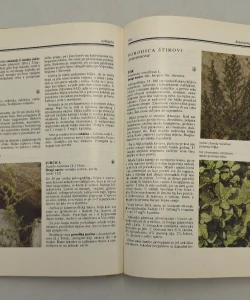 Knjiga Enciklopedija samoniklog jestivog bilja autor Ljubiša Grlić